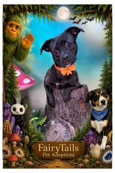 Audie -  Chihuahua Dog Available for Adoption in Winchester, Kentucky - Audie | PetCurious