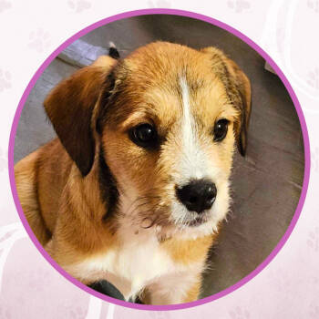 Rescue Mixed Breed Dogs for Adoption in Toms River, New Jersey - Mimosa Cupcake | PetCurious