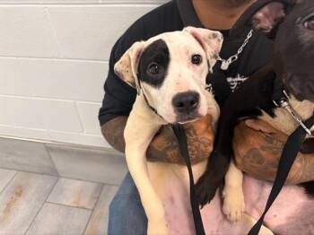 Pit Bull Terrier Dogs Available for Adoption in Charlotte, North Carolina - A1262715 | PetCurious