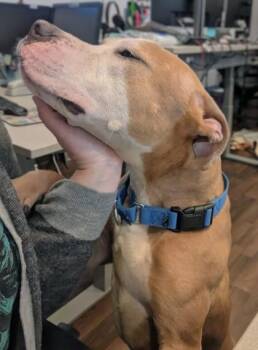 Snoop Dogg -  Pit Bull Terrier and Mixed Breed Dog for Adoption in Bellevue, Washington - Snoop Dogg | PetCurious