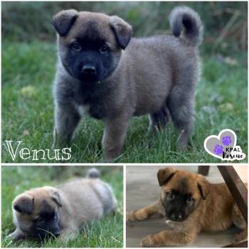 Venus - Planet Litter -  Mixed Breed Dog for Adoption in Kenai, Alaska - Venus - Planet Litter | PetCurious