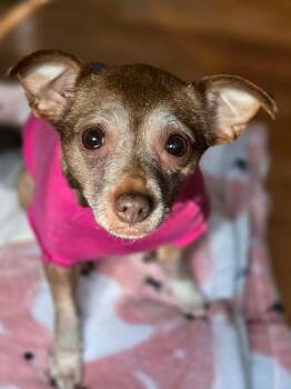Bonus -  Chihuahua and Dachshund Dog for Adoption in Merrillville, Indiana - Bonus | PetCurious