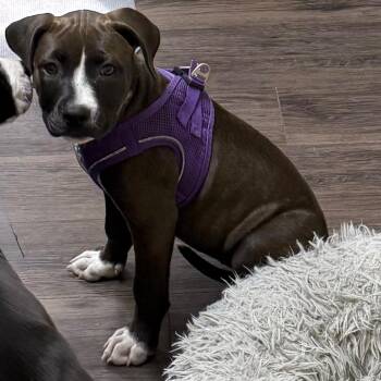 Ametrine -  Mixed Breed Dog for Adoption in Lake Panasoffkee, Florida - Ametrine | PetCurious