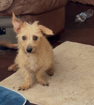 Rescue Cairn Terrier and Dachshund Dogs for Adoption in San Diego, California - Brioche | PetCurious