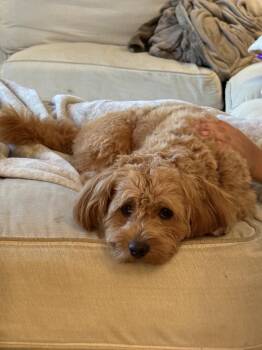 Winston -  Poodle Dog for Adoption in Columbia, Maryland - Winston | PetCurious