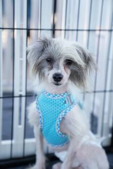 Rescue Chinese Crested Dog and Chihuahua Dogs for Adoption in Houston, Texas - Russell | PetCurious