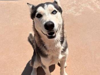 Husky and Mixed Breed Dogs Available for Adoption in El Paso, Texas - ROCKY | PetCurious
