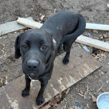 Boxer and Golden Retriever Dogs Available for Adoption in Philadelphia, Pennsylvania - Sasha | PetCurious