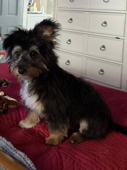 Bella -  Yorkshire Terrier and Poodle Dog for Adoption in Holly Springs, North Carolina - Bella | PetCurious