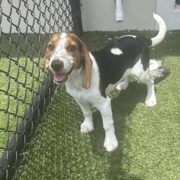 ?EH6 1397 -  Beagle Dog for Adoption in Loxahatchee Groves, Florida - ?EH6 1397 | PetCurious