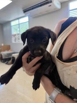 Aspen -  Chihuahua Dog for Adoption in Jefferson, New Jersey - Aspen | PetCurious