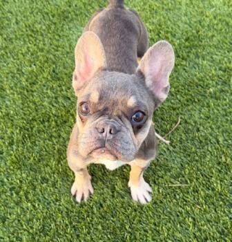 French Bulldog Dogs Available for Adoption - Daphne | PetCurious