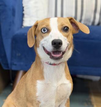 Snickers -  Hound and Australian Shepherd Dog for Adoption in Owensboro, Kentucky - Snickers | PetCurious
