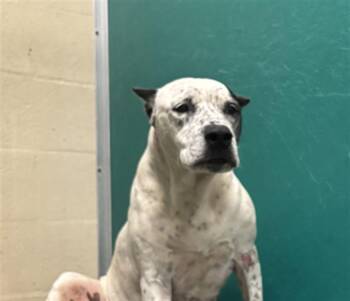 INDIGO -  Cane Corso and Mixed Breed Dog for Adoption in Texas City, Texas - INDIGO | PetCurious
