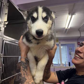 Bob the Builder -  Husky Dog for Adoption in Northbrook, Illinois - Bob The Builder | PetCurious