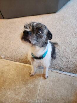 Miniature Schnauzer and French Bulldog Dogs Available for Adoption - Luna | PetCurious