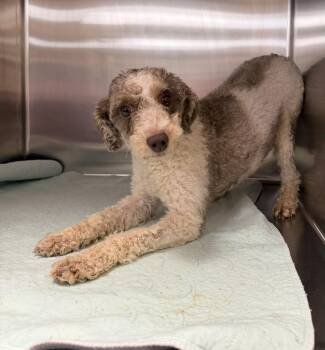 Miniature Poodle Dogs Available for Adoption - Penelope  | PetCurious