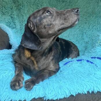 Baylor -  Dachshund and Mixed Breed Dog for Adoption in Atlanta, Texas - Baylor | PetCurious