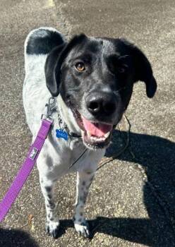 Theo 929-26 -  German Shorthaired Pointer and Mixed Breed Dog for Adoption in Cumming, Georgia - Theo 929-26 | PetCurious