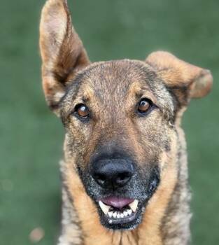 Belgian Shepherd Malinois Dogs Available for Adoption in Sacramento, California - Wallace | PetCurious