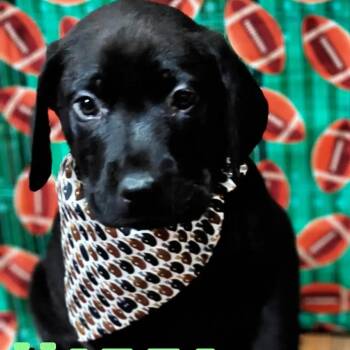 Great Dane and Black Labrador Retriever Dogs Available for Adoption - Hades | PetCurious