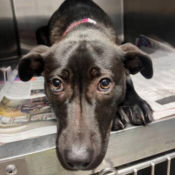 Labrador Retriever and Cattle Dog Dogs Available for Adoption in Hattiesburg, Mississippi - Zuri | PetCurious