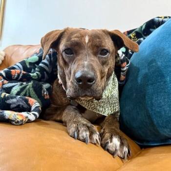 American Staffordshire Terrier and Pit Bull Terrier Dogs Available for Adoption - Sweetie Couch Potato Puddle | PetCurious