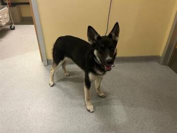 German Shepherd Dog and Siberian Husky Dogs Available for Adoption - LUCKY STRIKE | PetCurious