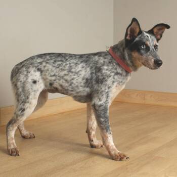Freckles D70418 -  Australian Cattle Dog Blue Heeler and Mixed Breed Dog for Adoption in Minnetonka, Minnesota - Freckles D70418 | PetCurious