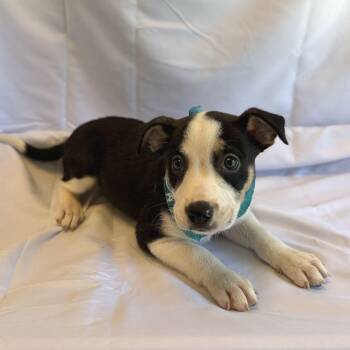 London -  Mixed Breed Dog for Adoption in Canal Winchester, Ohio - London | PetCurious
