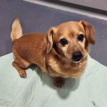 Ranger -  Dachshund Dog for Adoption in Walnutport, Pennsylvania - Ranger | PetCurious