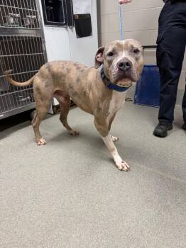 Pit Bull Terrier and Catahoula Leopard Dog Dogs Available for Adoption - Mason | PetCurious