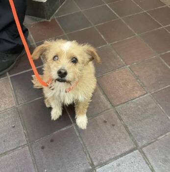 Wafer Crisp -  Mixed Breed Dog for Adoption in New York, New York - Wafer Crisp | PetCurious