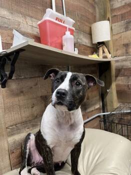 Rescue American Staffordshire Terrier Dogs for Adoption in Chester, South Carolina - DOLLY | PetCurious