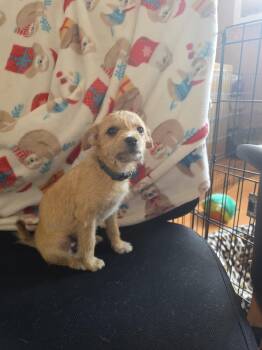 boy puppy x3 -  Yorkshire Terrier and Chihuahua Dog for Adoption in Greensboro, North Carolina - Boy Puppy X3 | PetCurious