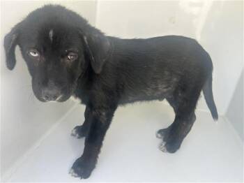 Labrador Retriever Dogs Available for Adoption - A652433 | PetCurious