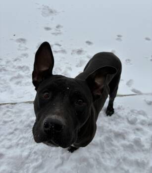 Mixed Breed Dogs Available for Adoption - Avery  | PetCurious