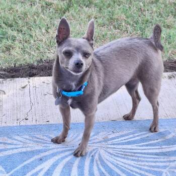 Tosha -  Chihuahua and Mixed Breed Dog for Adoption in Lewisville, Texas - Tosha | PetCurious