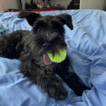 Rescue Miniature Schnauzer and Terrier Dogs for Adoption in Warren, Rhode Island - Olivia | PetCurious