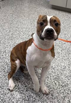 Rescue Pit Bull Terrier and Mixed Breed Dogs for Adoption in Vincennes, Indiana - Bangle | PetCurious