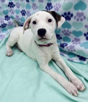 Rescue Hound and Pit Bull Terrier Dogs for Adoption in Sonora, California - Hera | PetCurious