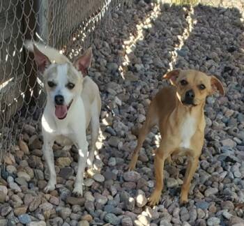 Rescue Mixed Breed Dogs for Adoption in Longmont, Colorado - Zag | PetCurious