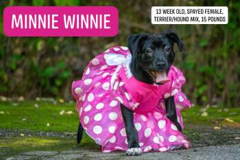 Minnie Winnie -  Hound and Black Labrador Retriever Dog for Adoption in Sevierville, Tennessee - Minnie Winnie | PetCurious