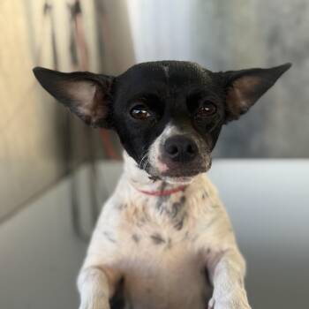 Chihuahua Dogs Available for Adoption - Penny | PetCurious