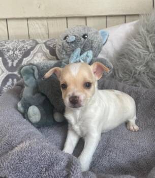Chihuahua Dogs Available for Adoption - Chi Pup (BERNARD) | PetCurious