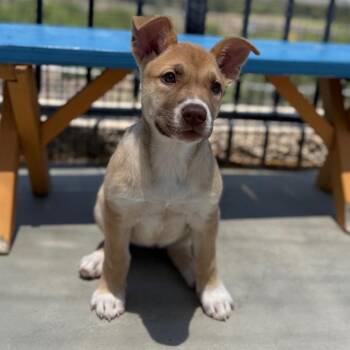 Husky and Shepherd Dogs Available for Adoption in Riverside, California - Mentone | PetCurious