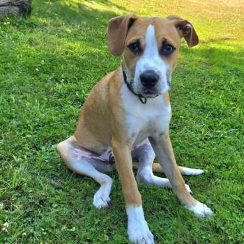 Rococo Tulip -  American Staffordshire Terrier and Labrador Retriever Dog for Adoption in Friendswood, Texas - Rococo Tulip | PetCurious