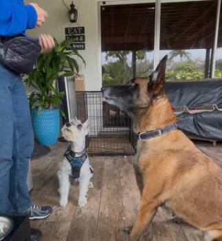 Belgian Shepherd Malinois Dogs Available for Adoption - Berry - Located In Florida | PetCurious