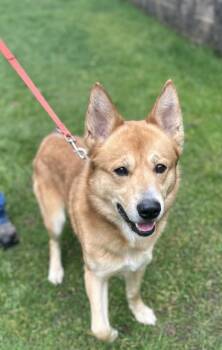 Mixed Breed Dogs Available for Adoption - Scrub Jay | PetCurious