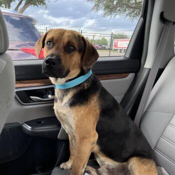 Pop -  Labrador Retriever and Beagle Dog for Adoption in Harlingen, Texas - Pop | PetCurious